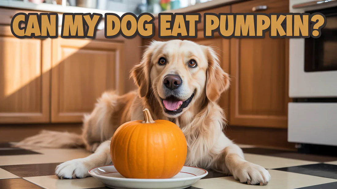 🎃 Can Dogs and Cats Eat Pumpkin?