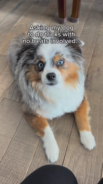 iPaw - ザ・スイートポテト